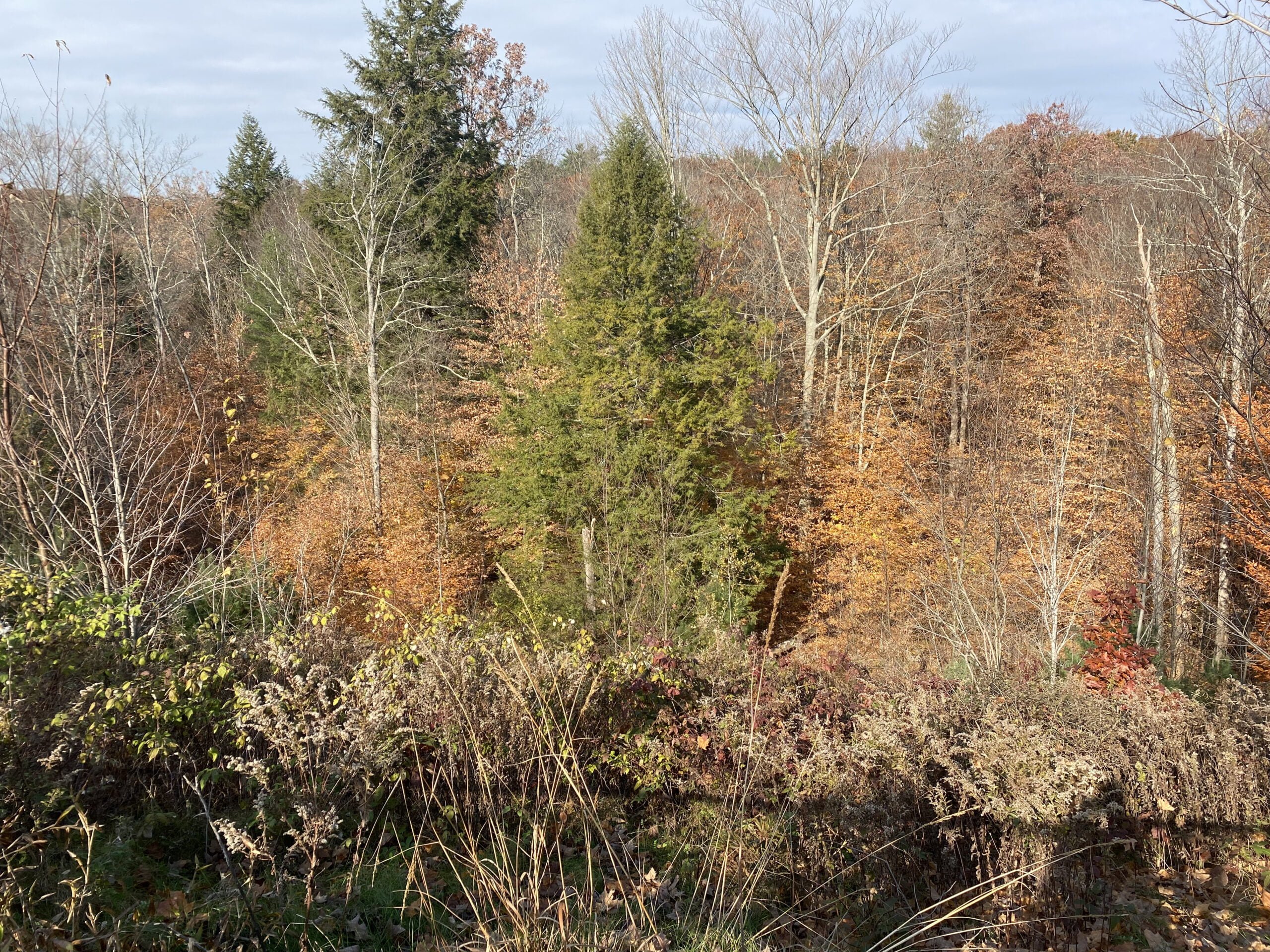 living among nature at elements luther forest with 100 acre woods in malta ny scenic overlook