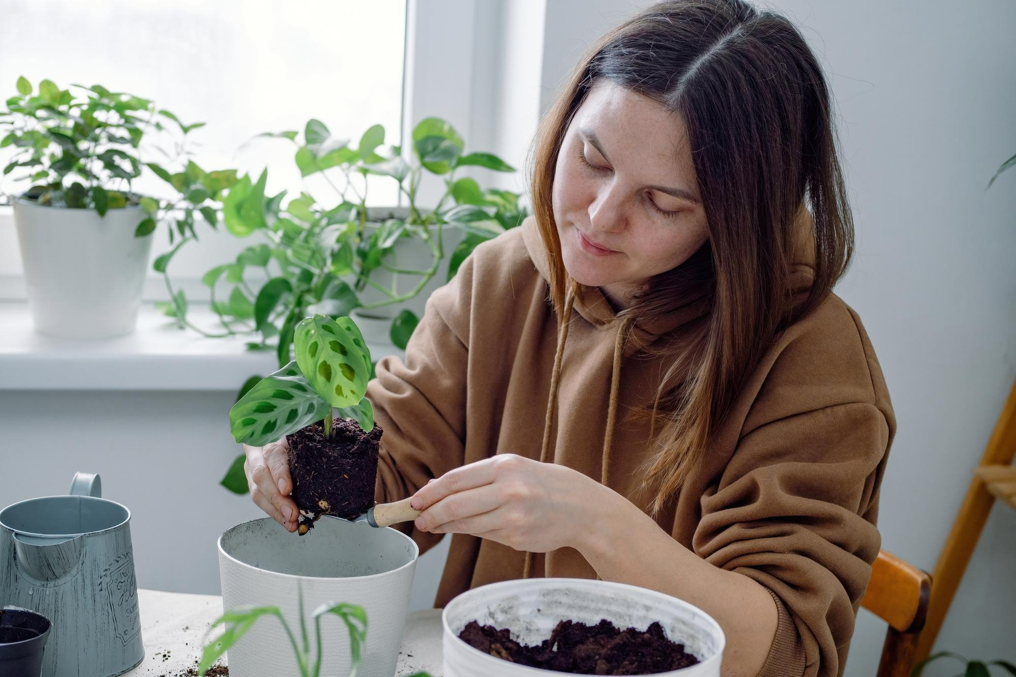 young-woman-potting-a-calathea-plant-inside-because-it-is-one-of-the-pet-safe-plants-for-your-apartment