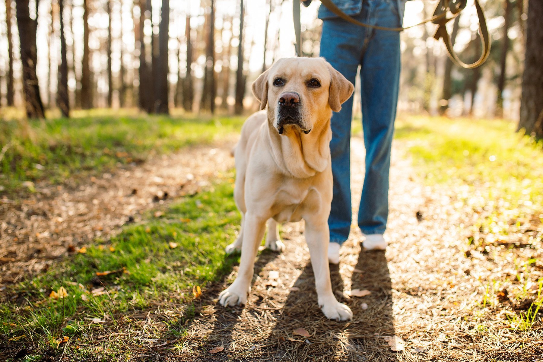 Walking Dog at Elements at Saratoga Lake apartment community in Saratoga Springs, NY